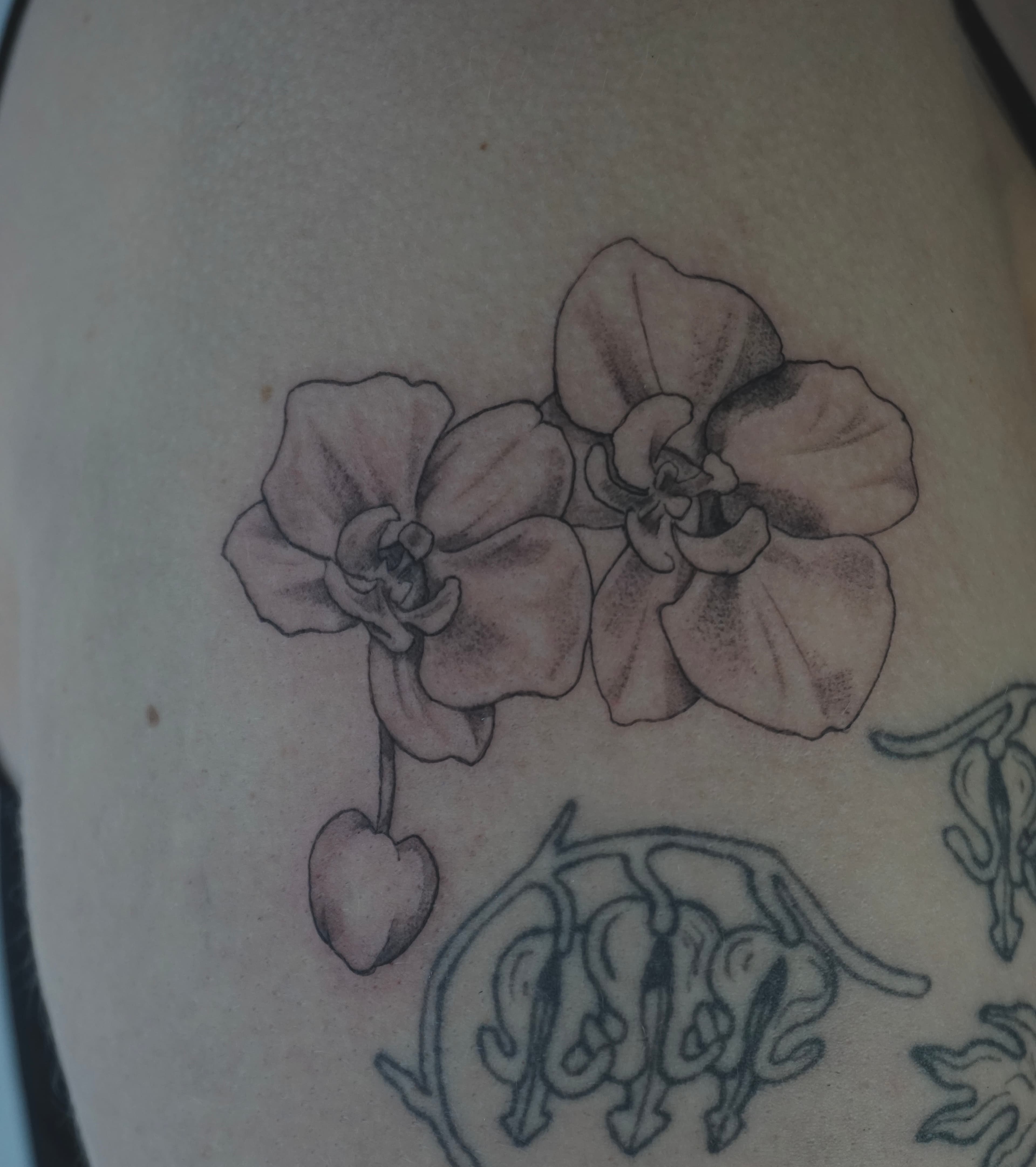 Orchid