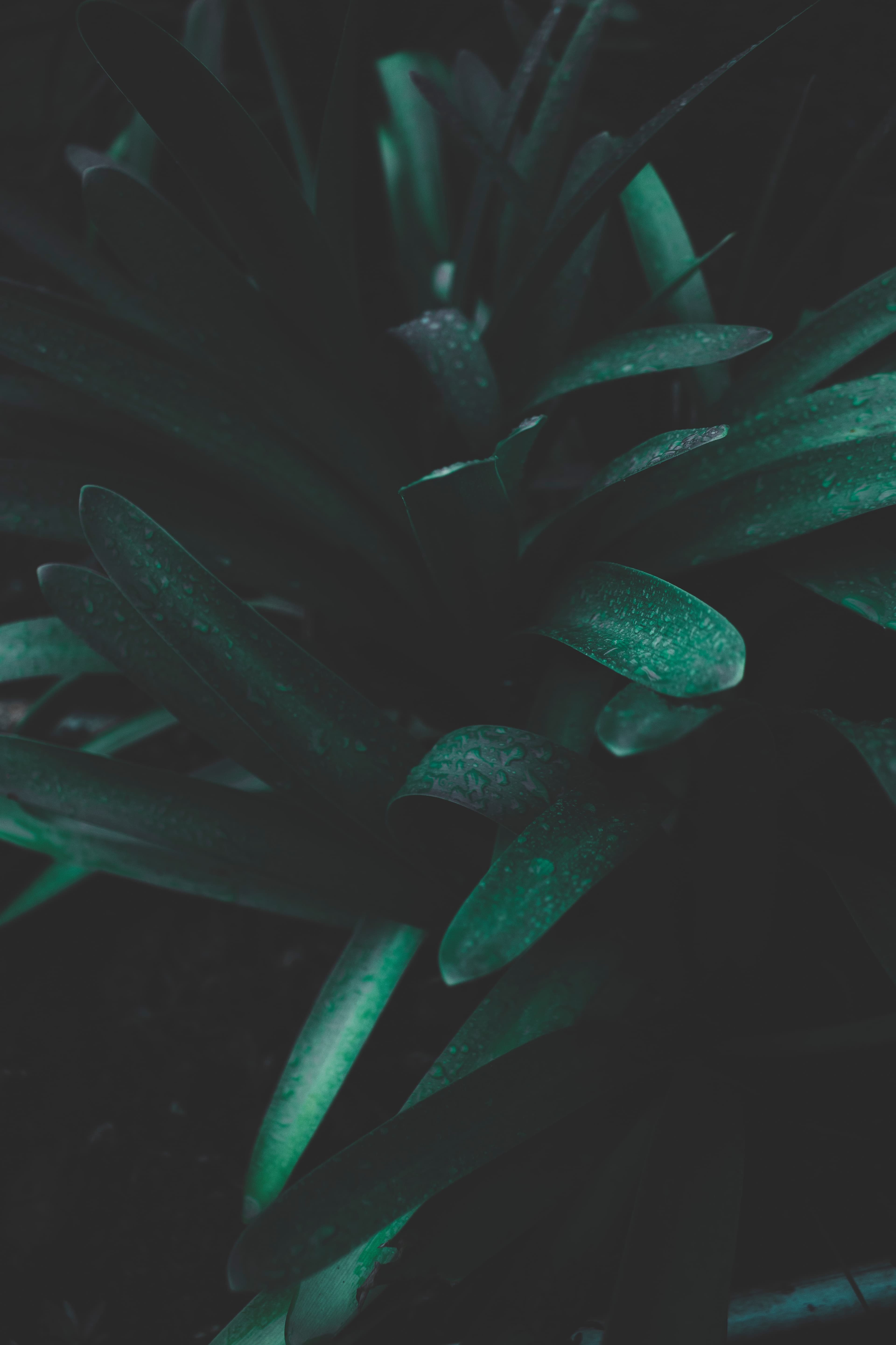Green Leaves