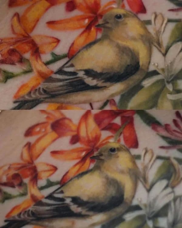 Gorgeous colour realism bird tattoo