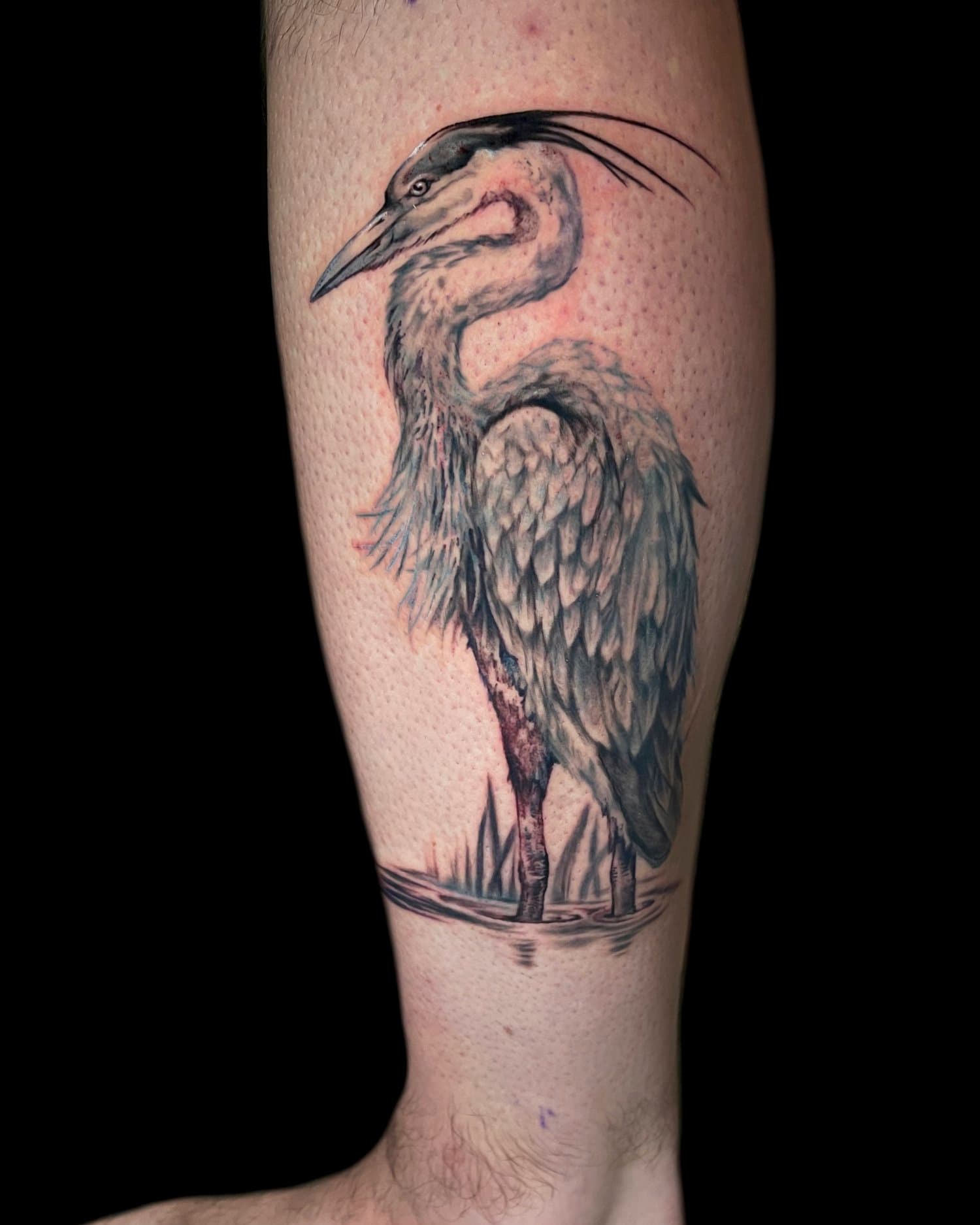 Detailed black-and-grey heron standing in shallow water on the lower leg
