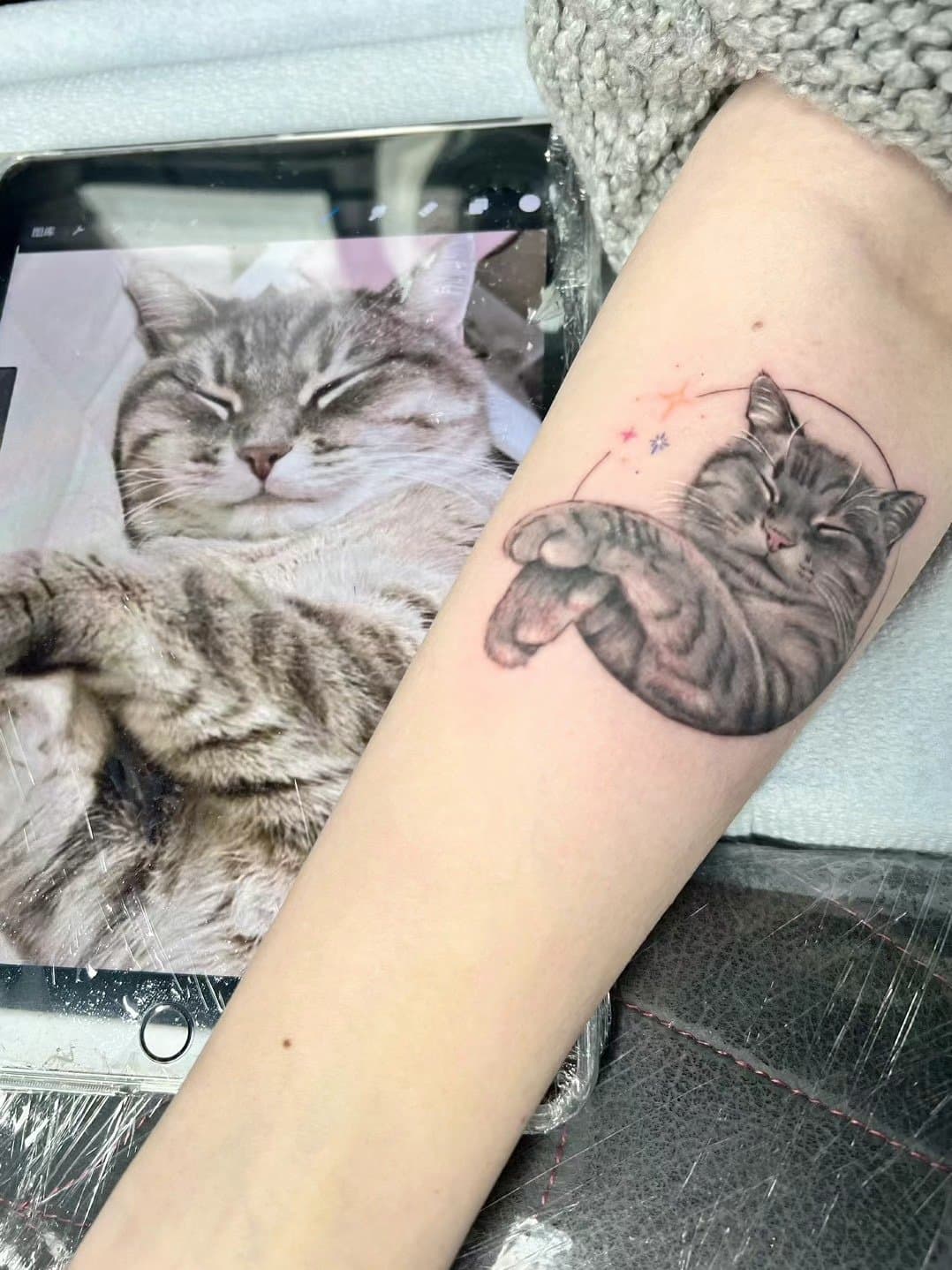 Small realistic sleeping grey cat tattoo shown beside the animal reference photograph