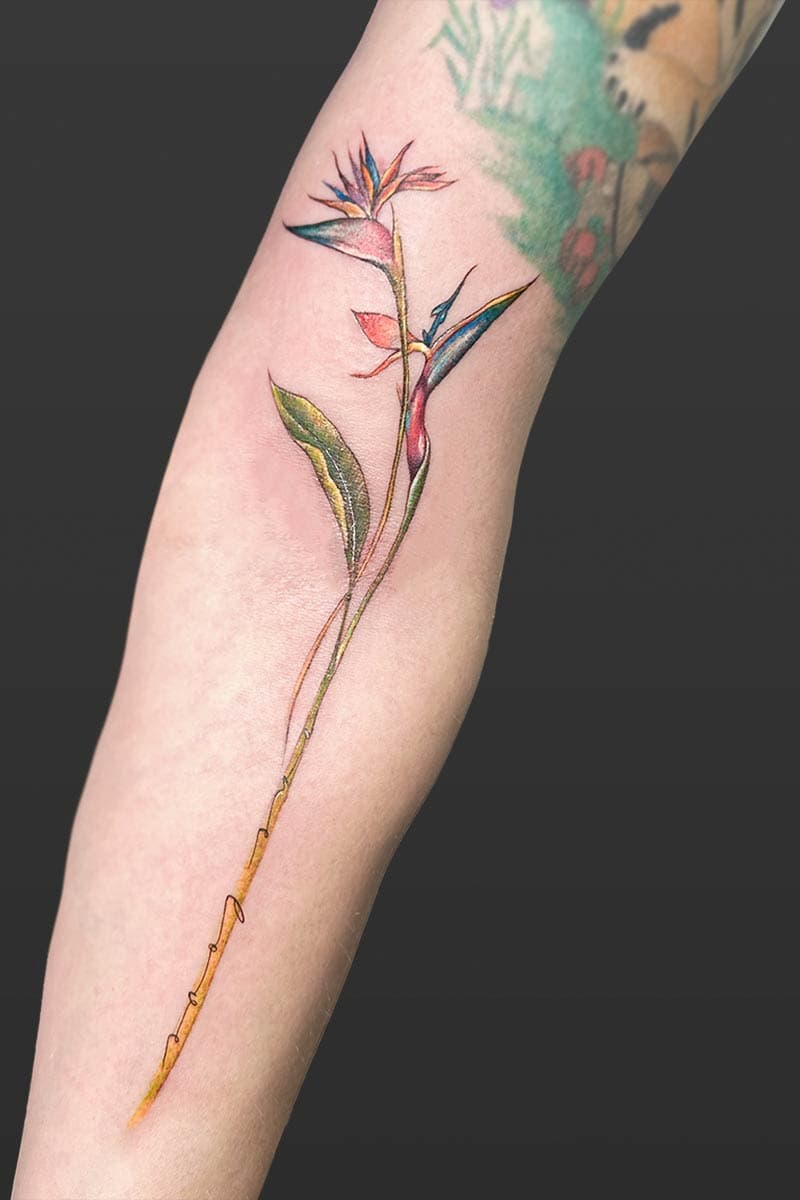 fineline_coloured_tattoo_bird_paradise